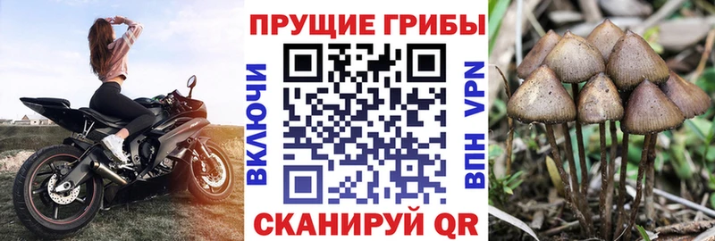 Псилоцибиновые грибы ЛСД  Рассказово 
